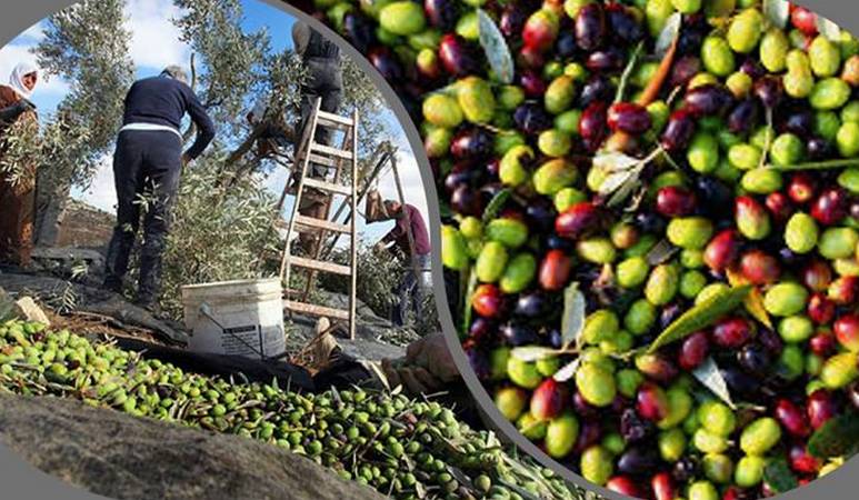 مع تراجع الإنتاج الوطني لزيت الزيتون  .. تخوفات من تأثير نقص اليد العاملة على الصابة 